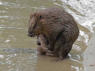 Biberausstellung in der Telli
