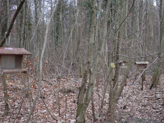 Waldentwicklung Summergrien