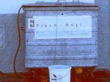 Fischasyl