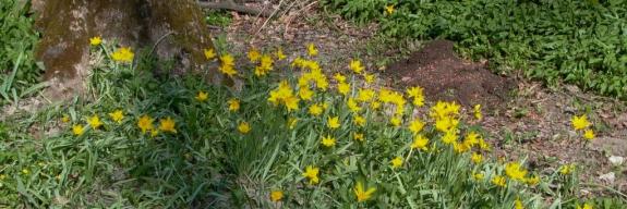 Weinbergtulpen in der Aarauer Telli