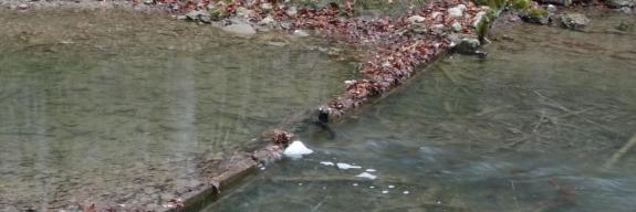 Foto «Rüscheli Stauschwelle»: Peter Jean-Richard