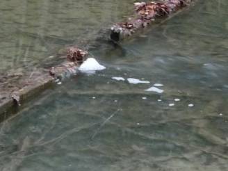 Rüscheli-Renaturierung