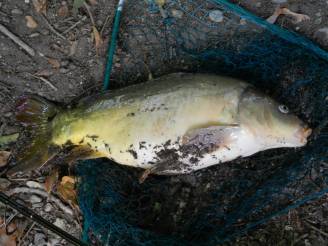 Fischerei im Sengelbach