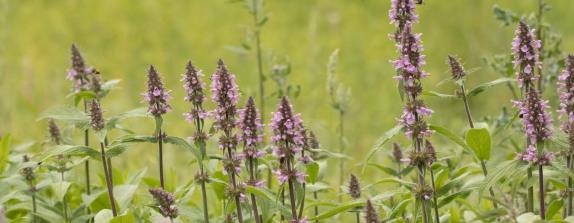 Sumpf-Ziest (natur-erleben-online.de)