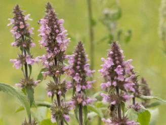 Wiesenarten in der Telli