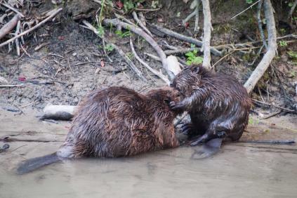 Foto: Christoph Hörler