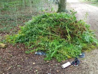 Aktionstag Neophyten