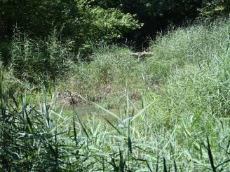 Erfolgskontrolle Frey- Kanal